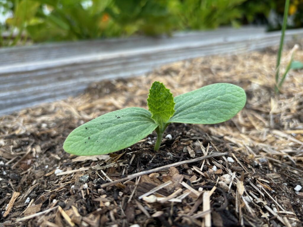 sapling in dirt and straw