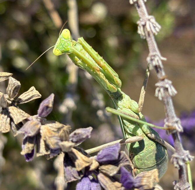 praying mantis